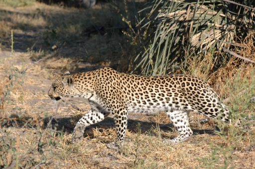 Leopard walking 2 
